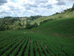 #183 - Fazenda para Venda em Campos Novos - SC - 2