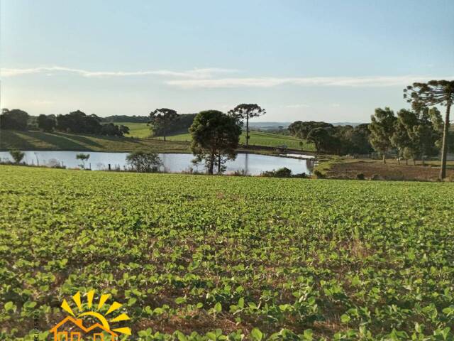 #298 - Fazenda para Venda em Campos Novos - SC - 3