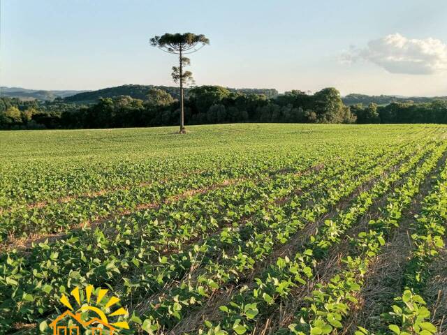 #298 - Fazenda para Venda em Campos Novos - SC - 2