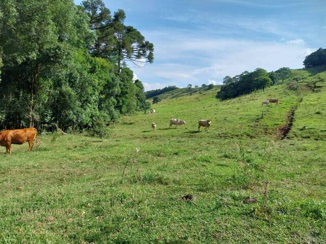 #730 - Chácara para Venda em Campos Novos - SC - 2